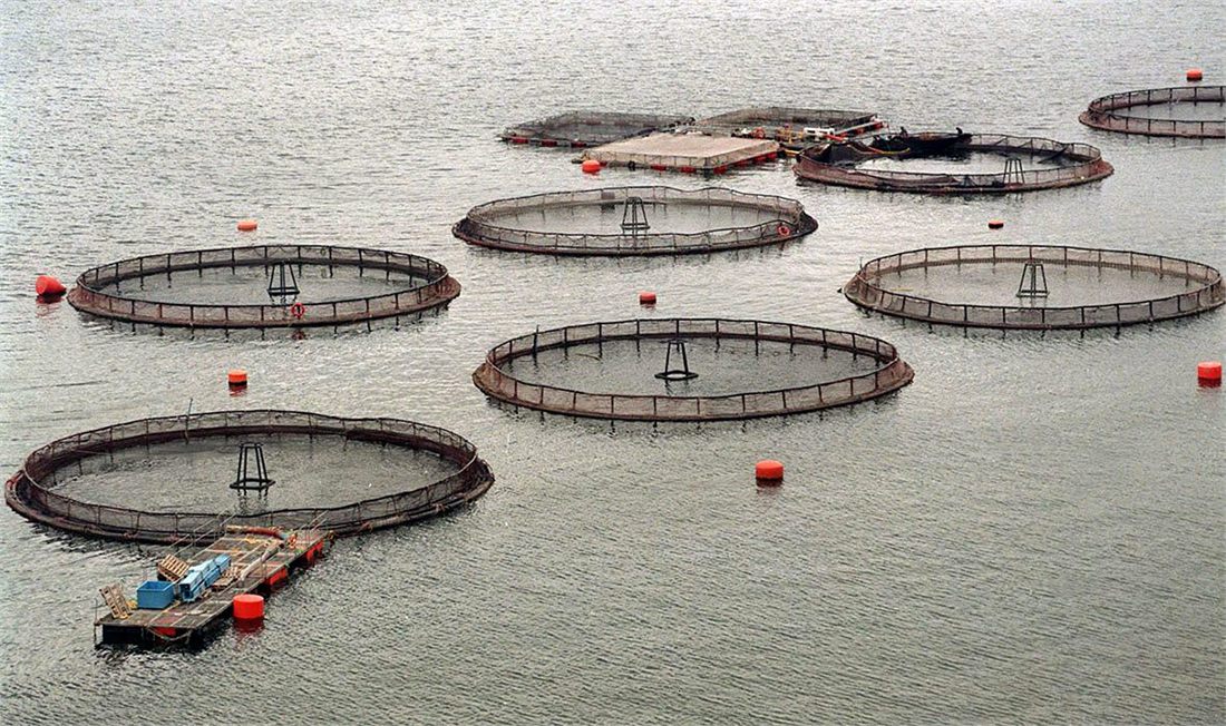 Jaulas de un centro de cultivo de salmones
